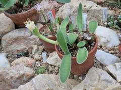 Haemanthus pauculifolius