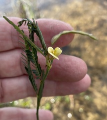 Aeschynomene indica
