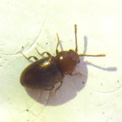 Cryptophagidae