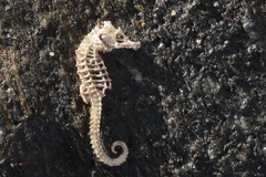 Hippocampus hippocampus