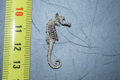 Hippocampus hippocampus