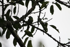 Psilopogon flavifrons