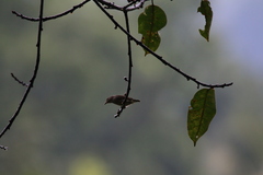 Dicaeum erythrorhynchos