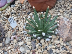 Agave albopilosa