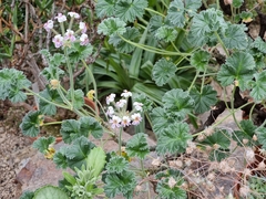 Pelargonium cortusifolium