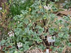 Pelargonium cortusifolium
