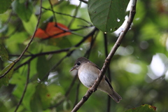 Muscicapa muttui