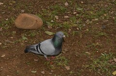 Columba livia