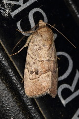 Elaphria fuscimacula