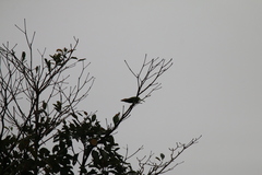 Psilopogon zeylanicus