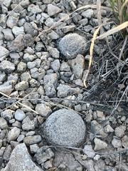 Mammillaria lasiacantha