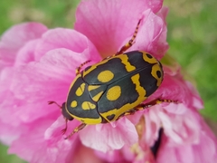 Pachnoda fissipunctum