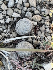 Mammillaria lasiacantha