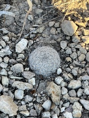 Mammillaria lasiacantha
