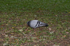 Columba livia