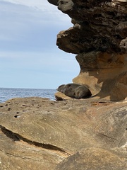Arctocephalus