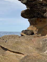Arctocephalus