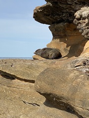 Arctocephalus
