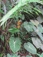 Heliconia latispatha