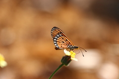 Acraea terpsicore