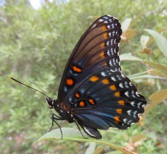 Limenitis arthemis arizonensis