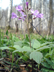Cardamine quinquefolia