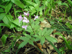 Cardamine quinquefolia