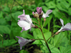 Cardamine quinquefolia