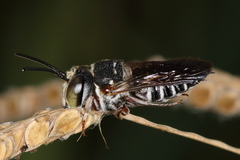 Coelioxys mexicanus