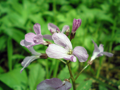 Cardamine quinquefolia