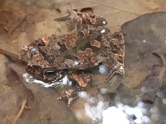 Rhinella margaritifera
