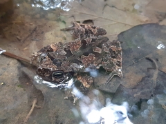 Rhinella margaritifera