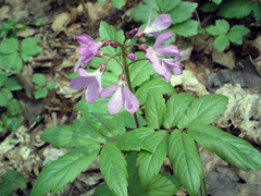 Cardamine quinquefolia