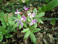 Cardamine quinquefolia