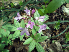 Cardamine quinquefolia