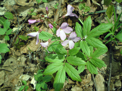 Cardamine quinquefolia