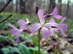 Cardamine quinquefolia