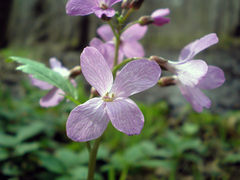Cardamine quinquefolia