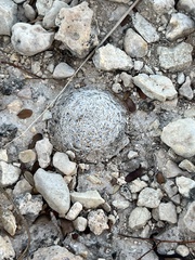 Mammillaria lasiacantha