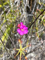 Drosera glabripes