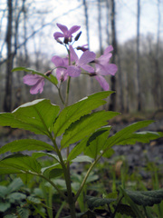 Cardamine quinquefolia