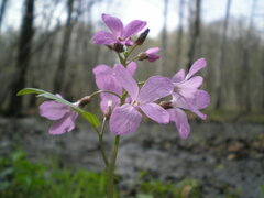 Cardamine quinquefolia
