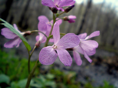 Cardamine quinquefolia