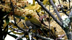 Zosterops virens capensis