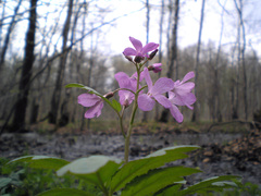 Cardamine quinquefolia