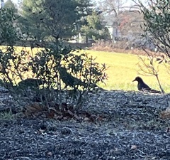 Corvus brachyrhynchos