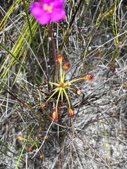 Drosera glabripes