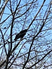 Corvus brachyrhynchos