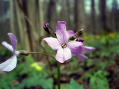 Cardamine quinquefolia