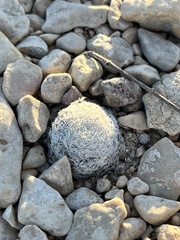 Mammillaria lasiacantha